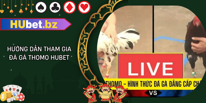 Hướng dẫn tham gia đá gà thomo hubet